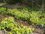 Marsh_Marigolds_1