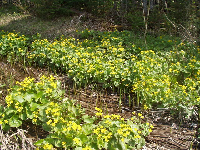 Marsh_Marigolds_1