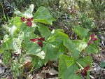 Red_Trillium_2