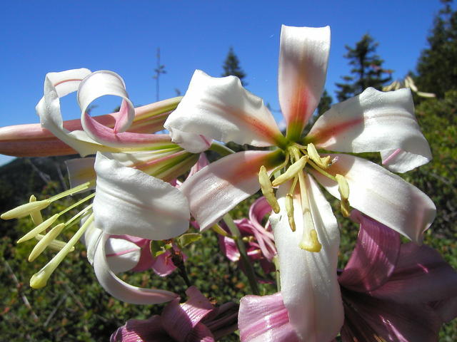 p7130084