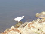 Birds of Foster City