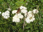 Purisima Butterfly