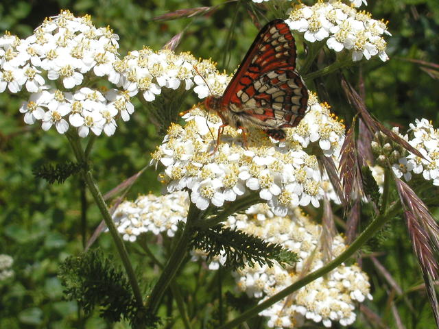 p6010005